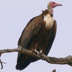 vulture - hooded (Africa)02